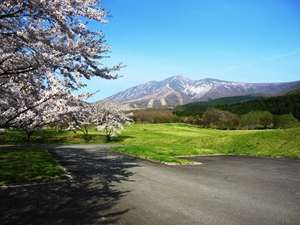 高原の桜並木と秋田駒ヶ岳