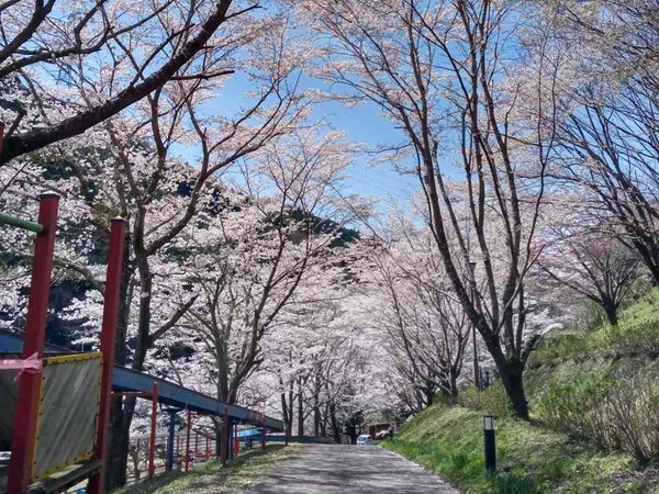ホテル下　桜並木の遊歩道