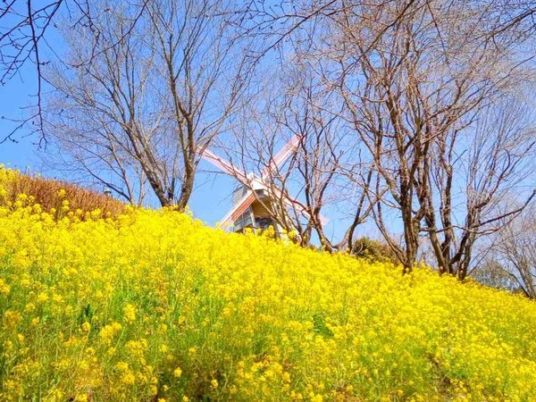 風車と菜の花