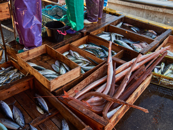 【北浦古江漁港】直接港で仕入れるので、市場に出回らない珍しい魚に出会う事も！