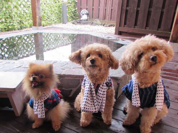 露天風呂と看板犬達