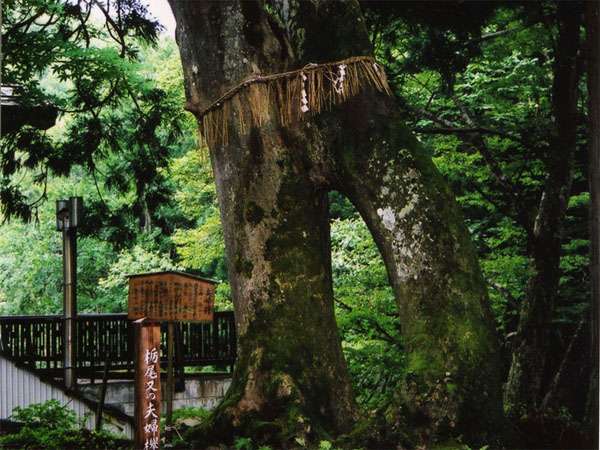 栃尾又温泉 湯治の宿 神風館の写真その5