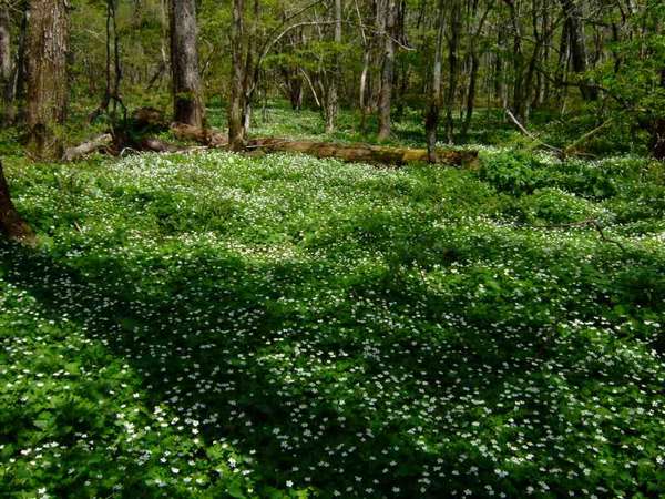 明神館周囲ののニリンソウ群落。５月中旬から群生していて、６月１０日頃まで。