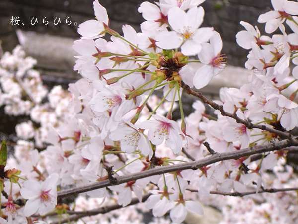 当館の目の前に咲く桜は春の訪れを感じさせる
