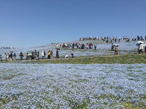 国営ひたち海浜公園４月上旬～５月中旬一番最高です。ネモフィラ車で５分