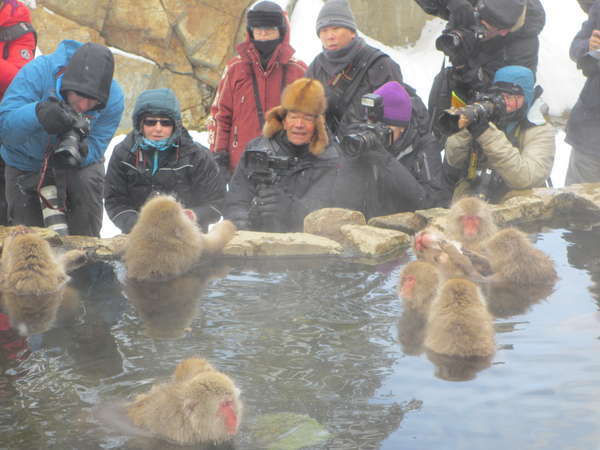 Snow Monkey Park.