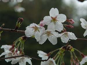 桜の名所　フラワーパーク　当館から歩いていけます　３月初旬から４月中頃まで楽しめます　