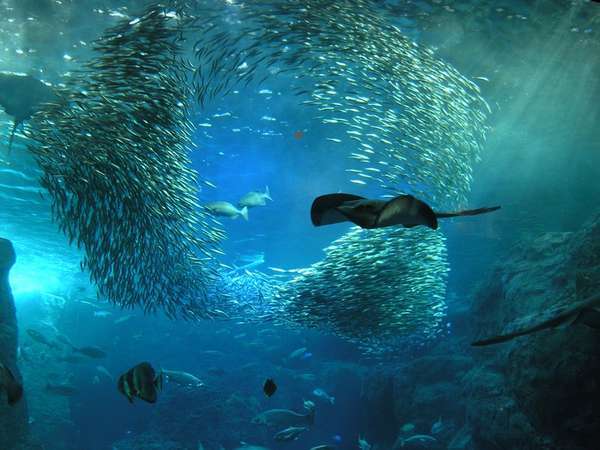 新江ノ島水族館