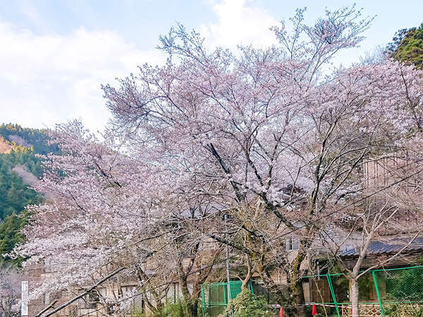 中川温泉 魚山亭 やまぶきの写真その5