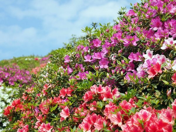 *【つつじ園】色鮮やかなつつじの花々をぜひご覧下さいませ。