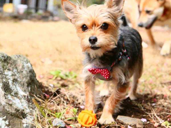 看板犬～遊べるスペースもあるワン♪～