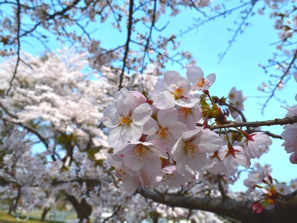 「陸上自衛隊新町駐屯地」は高崎の桜の名所です。