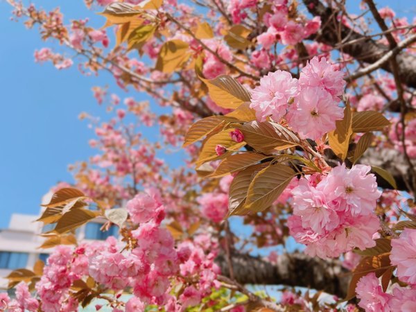 さくらい駐車場の八重桜