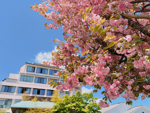 さくらい駐車場の八重桜