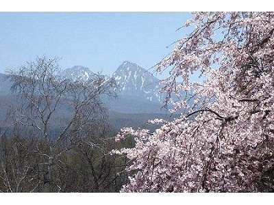 雪が残る八ヶ岳と満開の桜