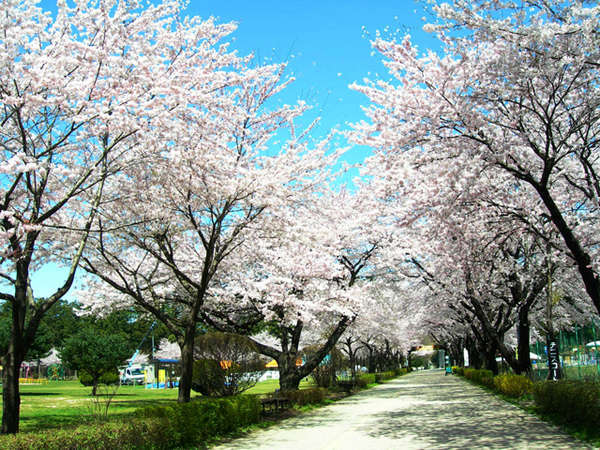 千本松牧場の桜！（例年４月中旬～下旬）当館に来る途中にあります。