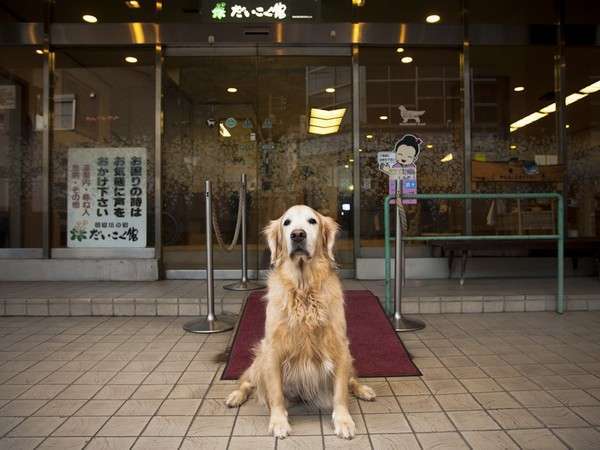 看板犬ラブがお待ちしております