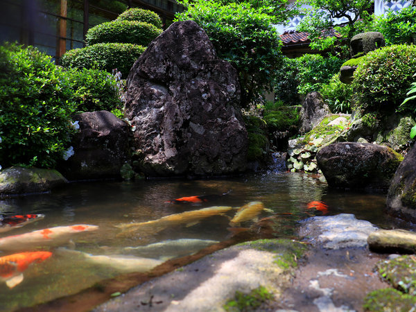 【日本庭園】池を優雅に泳ぐ鯉たち