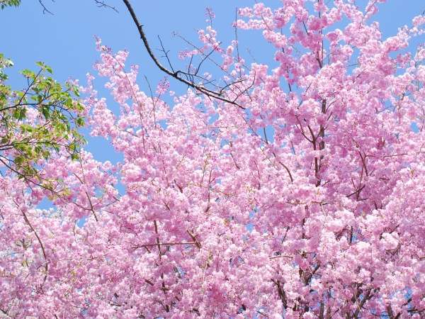 ◆満開の桜