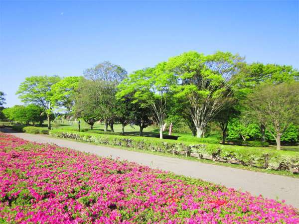 ・【昭和の森（車で約5分）】50,000株ものツツジは、例年4月中旬～5月上旬が見頃です。