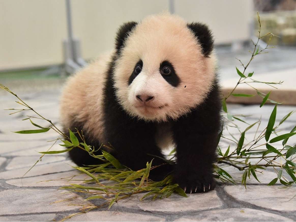 赤ちゃんパンダ「結浜」