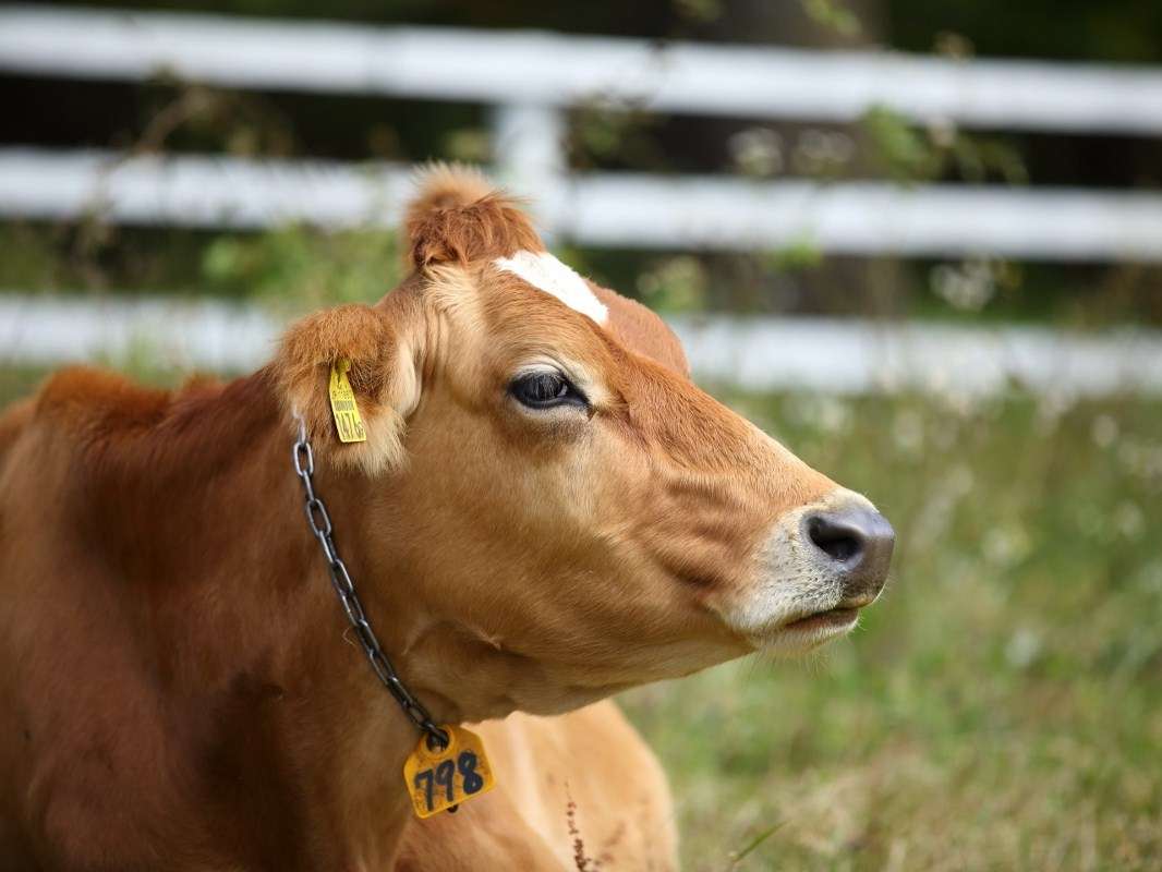 かわいい眼差しのジャージー牛に逢いにお越しください