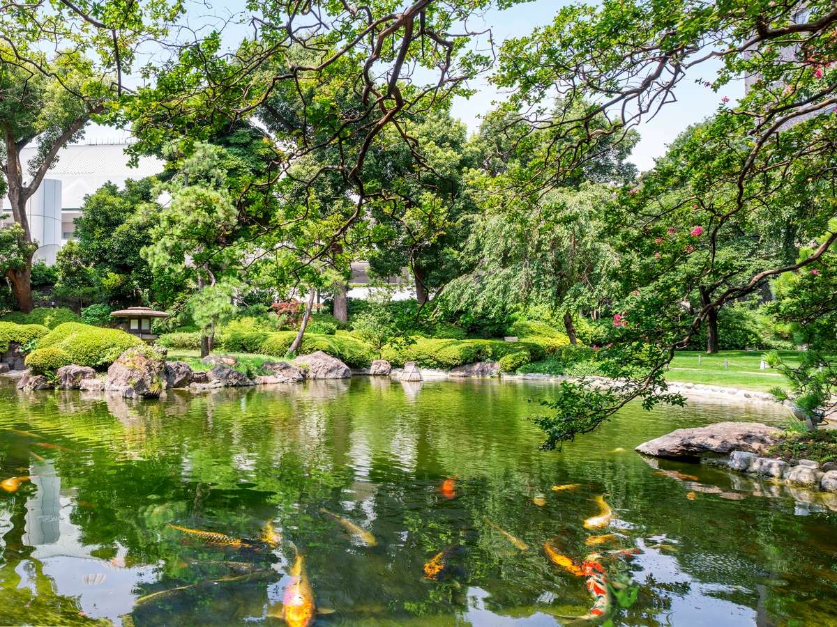 池の錦鯉が泳ぐ姿を見ながら日本庭園散策もお楽しみいただけます。