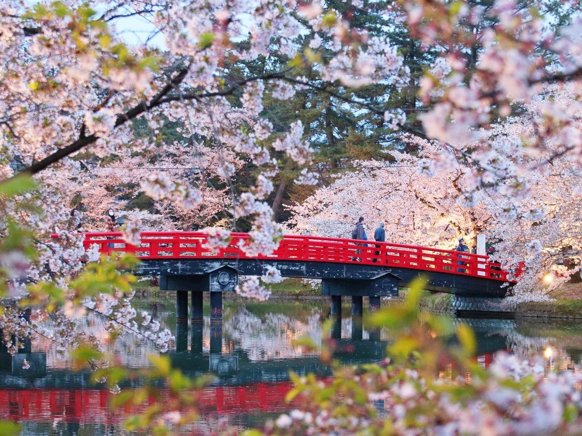 【周辺景観】「弘前公園の桜」※イメージ