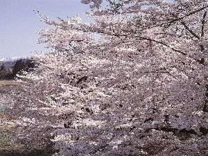 当館自慢の満開の桜