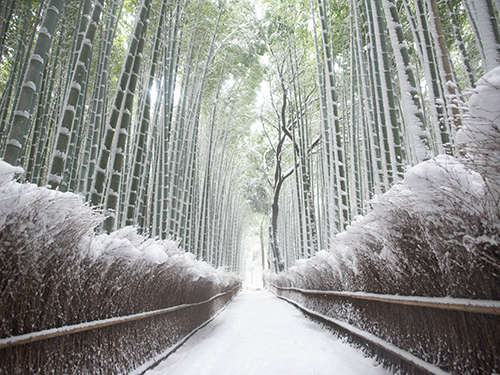 【嵯峨野竹林の道 】嵐山の有名スポットの一つ。冬限定の雪景色は幻想的〈電車約50分〉