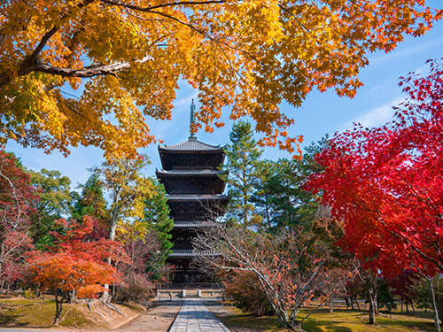 【 仁和寺・五重塔 】紅葉の名所としても有名 金堂へ続く参道の紅葉は見応えがあります〈バス約50分〉