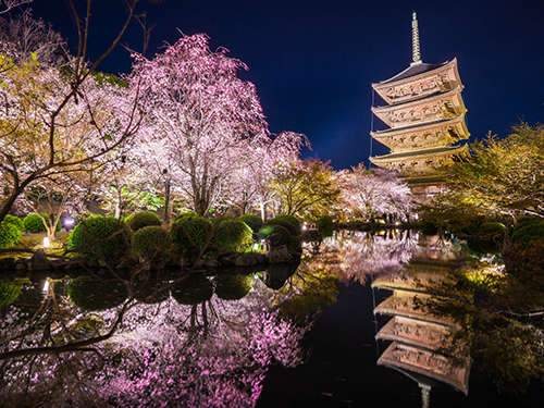 【桜スポット・東寺】京都駅から程近く、五重塔と桜の景色は風情がある　〈バス約24分〉