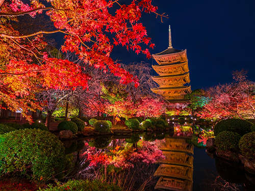 【紅葉スポット・東寺】京都の象徴である五重塔周辺が深紅に染まり池に移る姿が美しい〈バス約24分〉