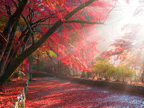 【紅葉スポット・毘沙門堂】モミジが絨毯のように参道を埋め尽くす「敷きもみじ」〈電車約39分〉