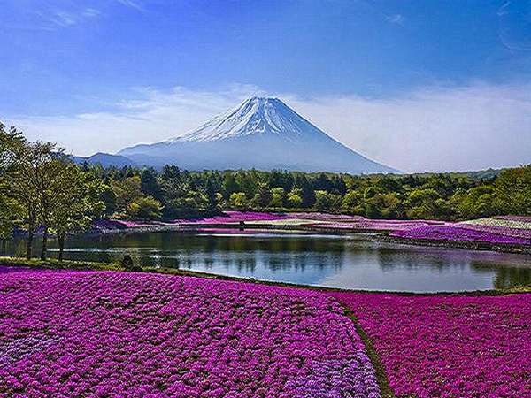 富士桜祭り◆ホテルより車で約1時間◆4/29～5/31富士山の大自然の中に約70万株の芝桜の群生は魅了されます