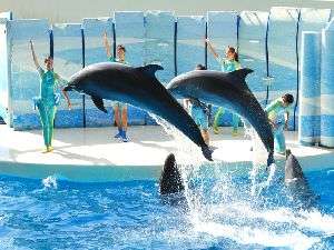 ◇江ノ島水族館のイルカショー！イルカのジャンプは迫力満点