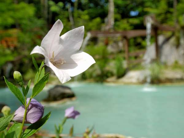 初夏～可憐な花が白い湯に彩りを添える