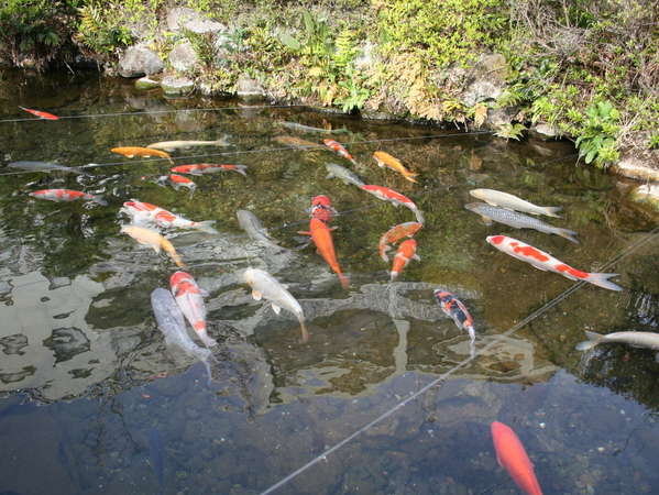 色とりどりの池の鯉は、華やかさと癒しを演出してくれます。