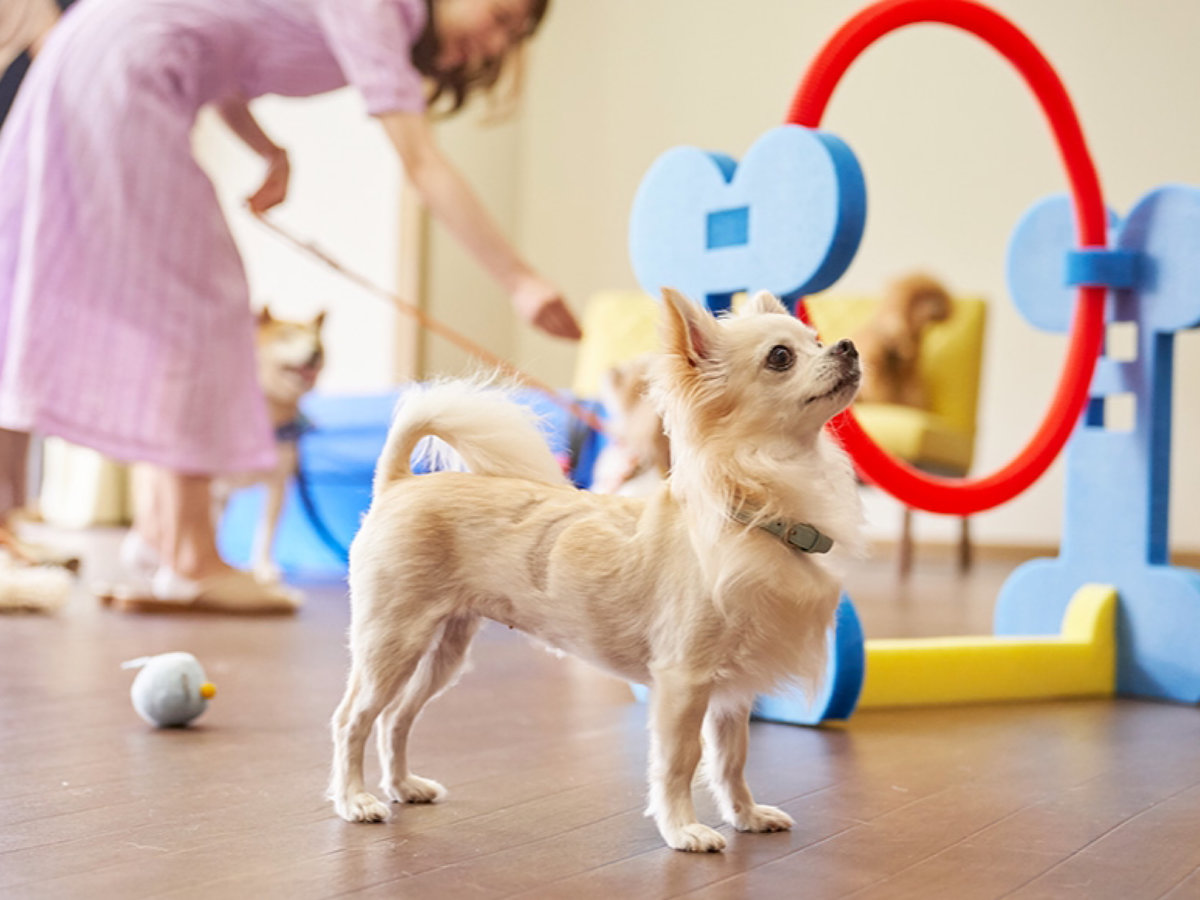 【屋内ドッグラン】充実の館内施設で雨の日も安心