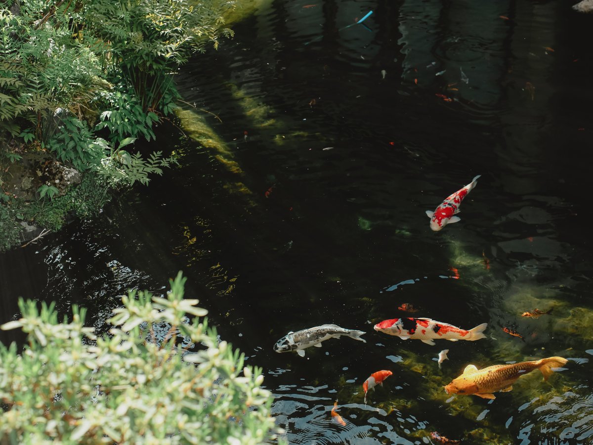 鯉が泳ぐ中庭の池