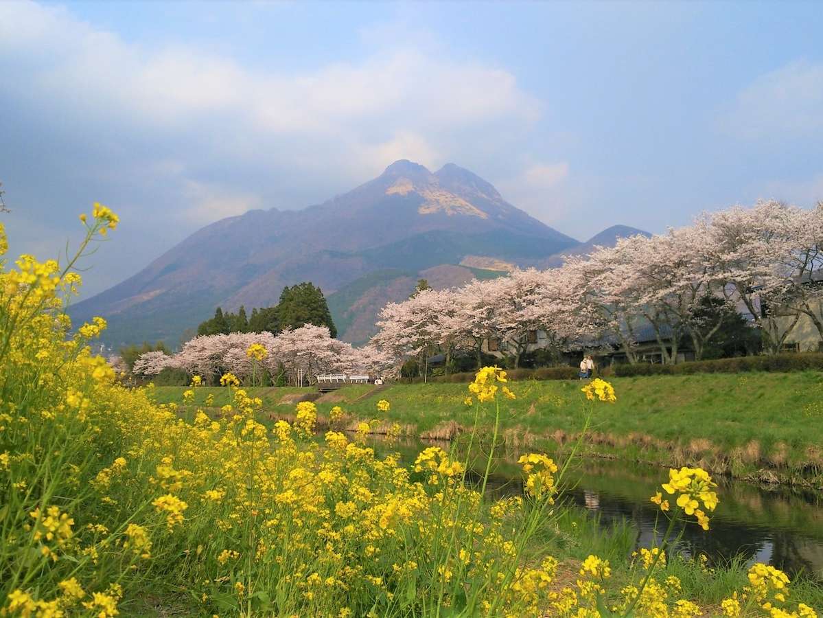 【観光情報】春の由布岳。桜のピンクと菜の花の黄色の美しいコントラストを見せてくれます。