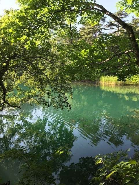 夏の五色沼は緑が濃くてとても美しいです