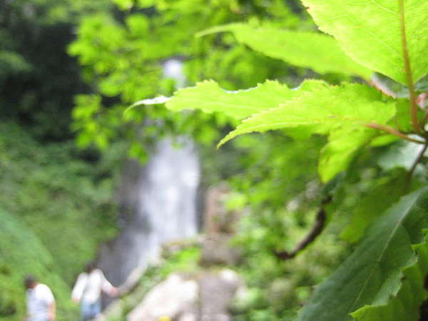 日本の滝百選にも選ばれた国府町の雨滝