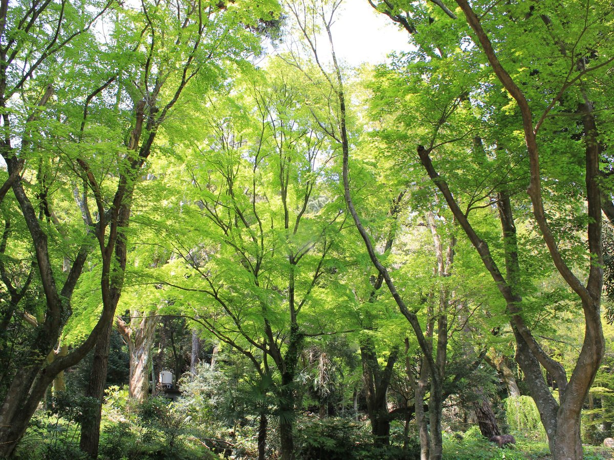 ■四千坪の庭園■５、６月は新緑が綺麗！森林浴を楽しめます♪