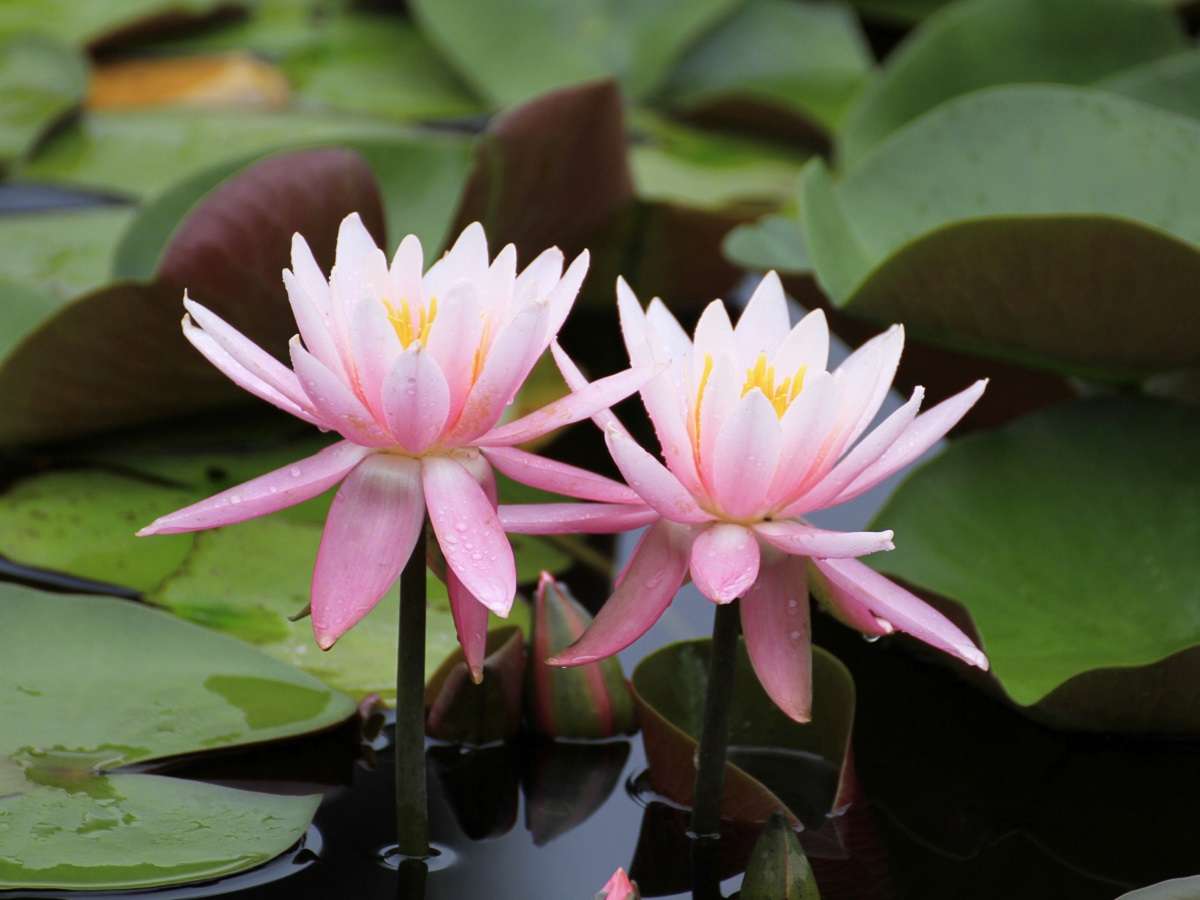 【初夏】メープル猪名川の池には多くのスイレンが花を咲かせます。