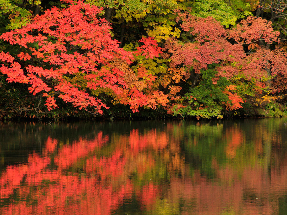 秋になるときれいな紅葉に染まる曲沢沼。水辺の絶景紅葉スポットを見つけてください♪