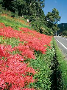 彼岸花は9月中旬が見頃