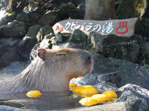 シャボテン公園のカピバラ（温泉入浴は冬季のみとなります。）