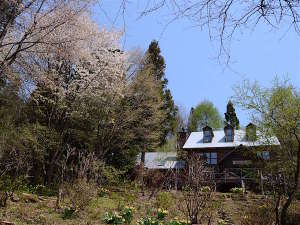 「カントリーインキャンプ」の春一番、山桜と水仙が嬉しい