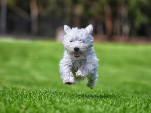 【ワンちゃんOK】大切な愛犬と一緒にお泊りいただけます♪